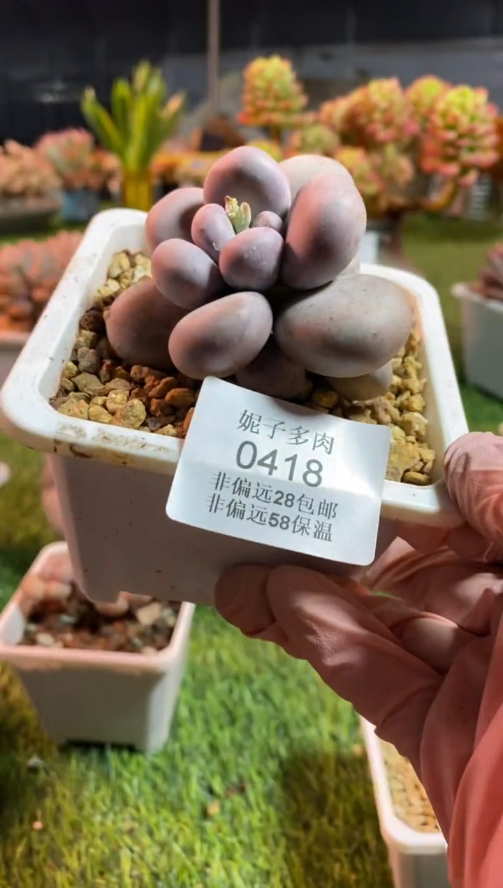 【闪购商品】0418a