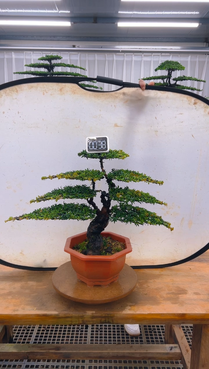 无花朵精品盆景直播间一物一拍