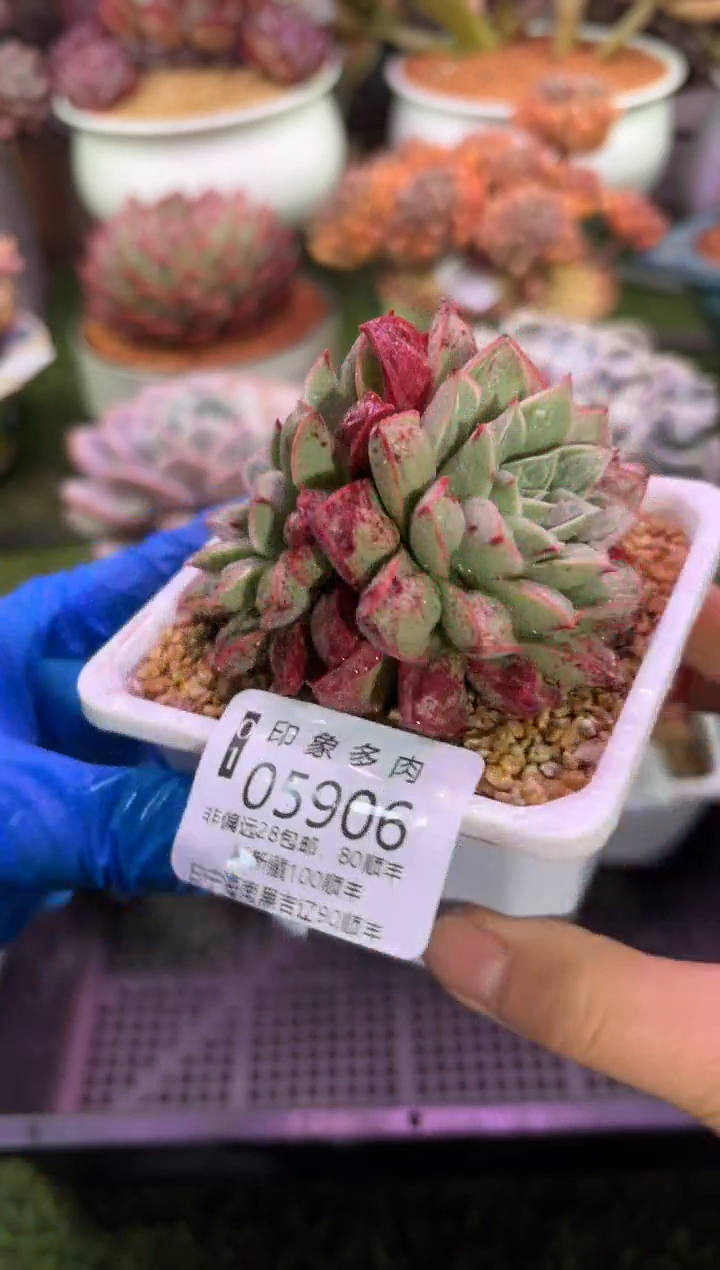 【闪购商品】05906