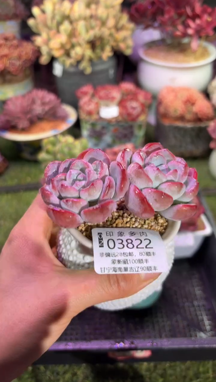 【闪购商品】03822脱土带盆