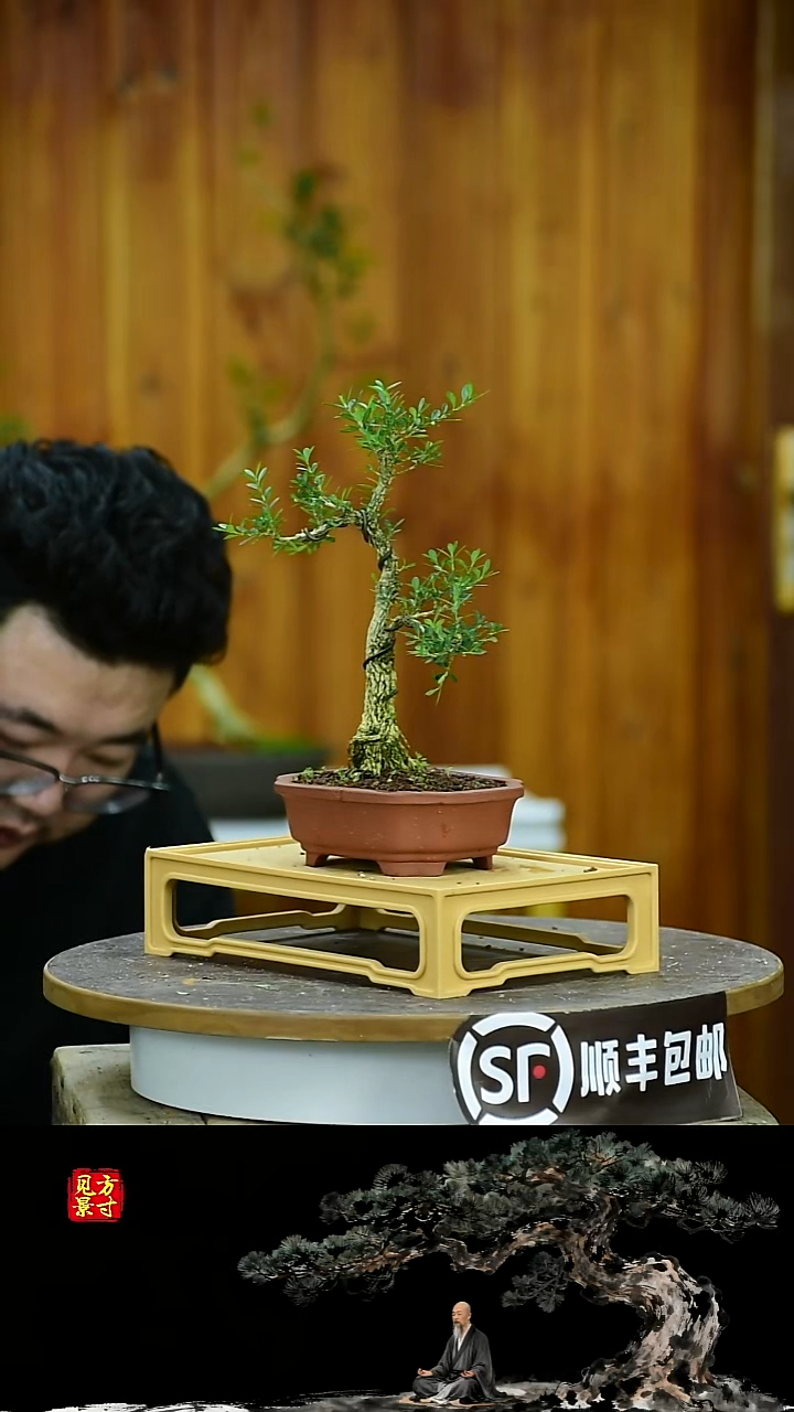 唐*福建闽江雀舌皱皮黄杨