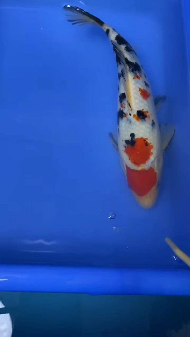 锦鲤大正27公分 不包邮