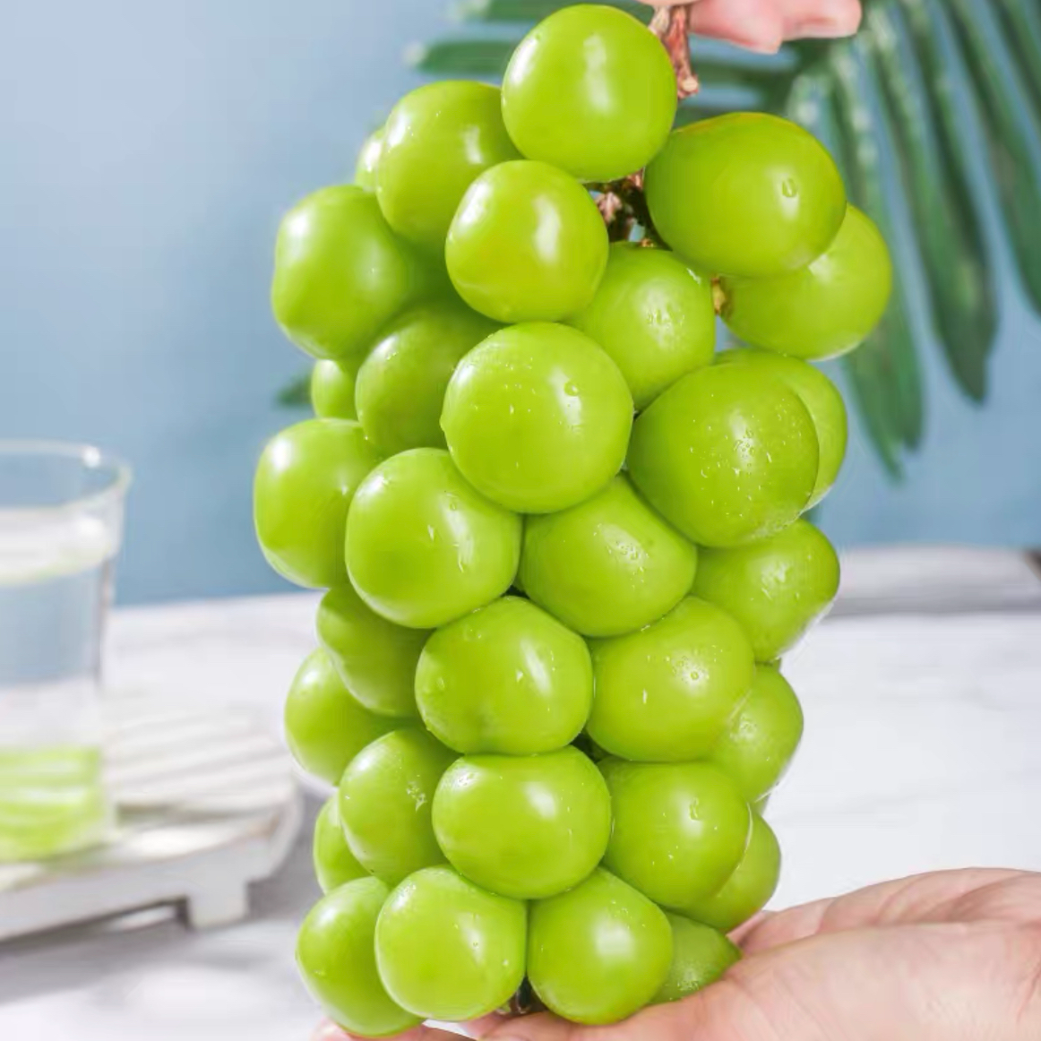 【19.8元/3.6~4斤】大果阳光玫瑰晴王葡萄 顺丰包邮 自然成熟 比克伦生甜 脆甜爆汁 易掉粒 介意勿拍不理赔