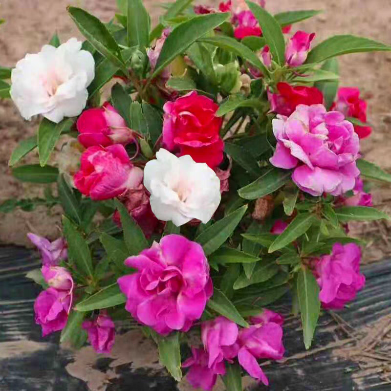 凤仙花种子四季播指甲花种子重瓣凤仙花籽阳台喷子家庭小院花种