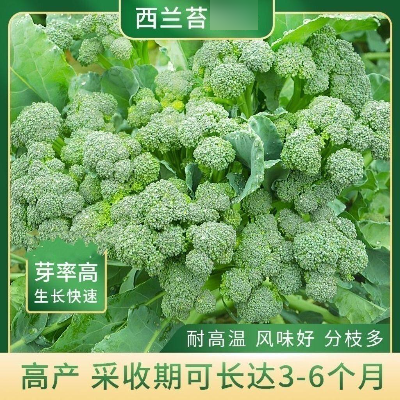 【西兰苔】菜苔蔬菜油菜四季种植盆栽商品图