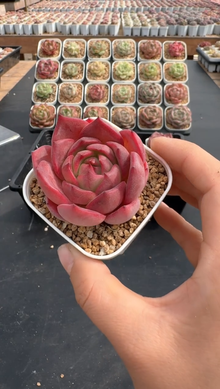 【闪购商品】717C物拍多肉带盆土6.5杯拍3颗包柚