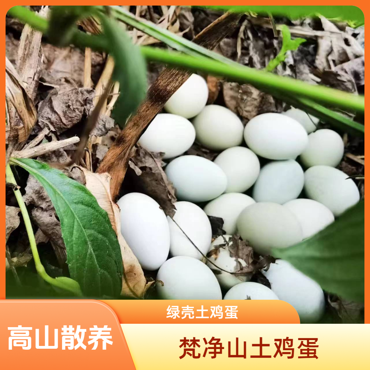 梵胖胖贵州梵净山丛林散养新鲜无抗绿壳土鸡蛋