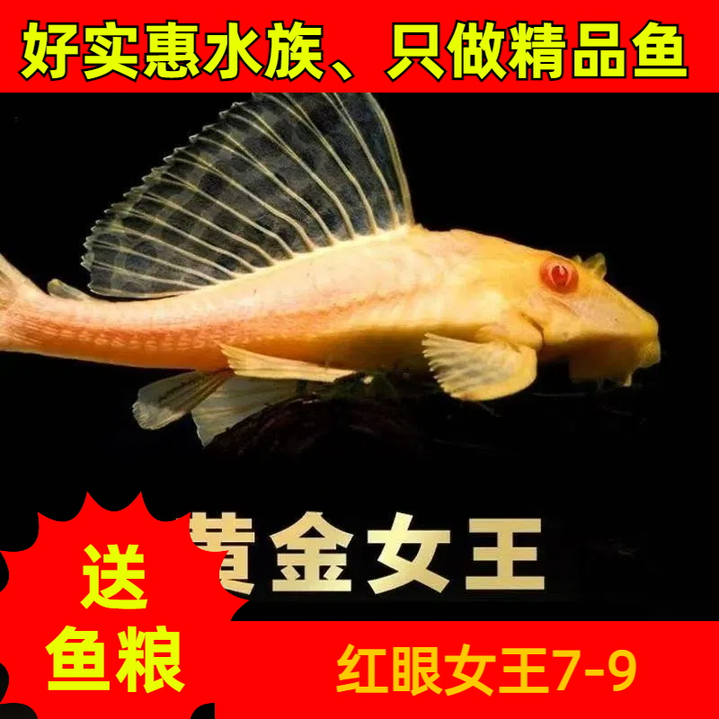 红眼女王大帆清洁工具小鱼绿藻残渣热带观赏鱼【发顺丰】