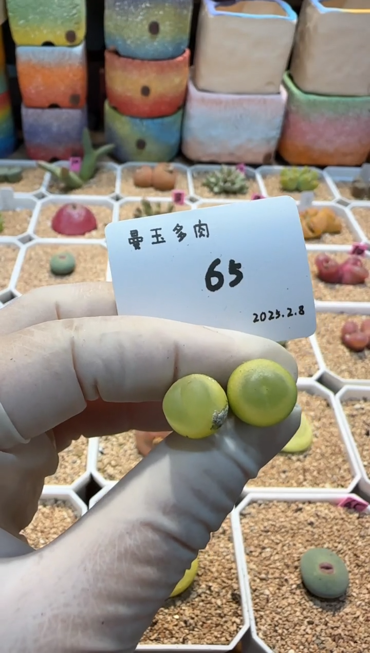 【闪购商品】25.2.8-65拒绝