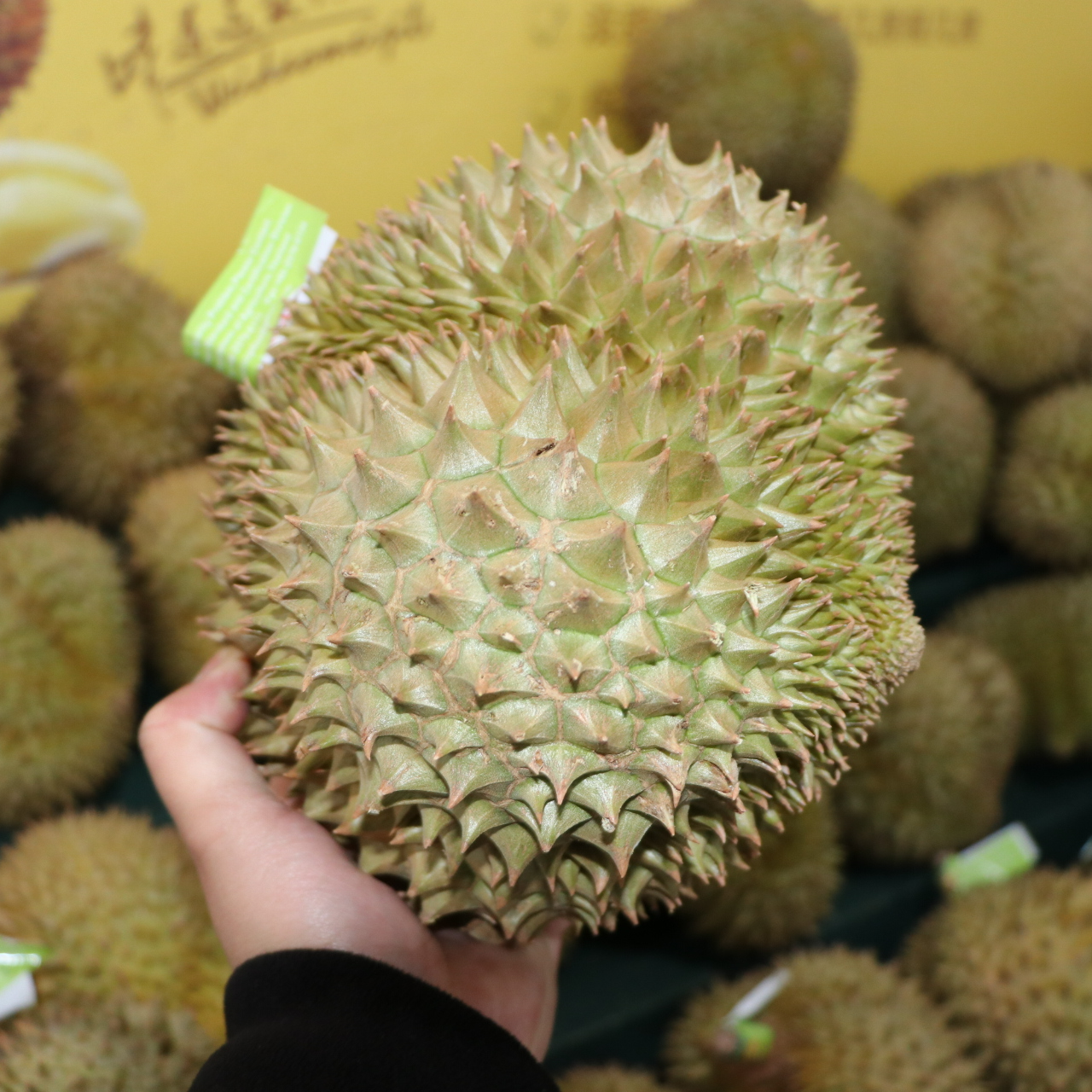 泰国金枕鲜榴莲核小一果一拍/斤（4号）金枕泰国