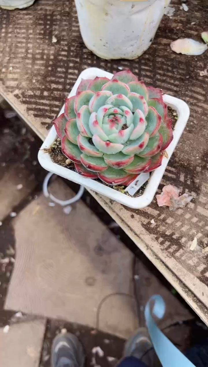 云*.多肉植物一物一拍25327