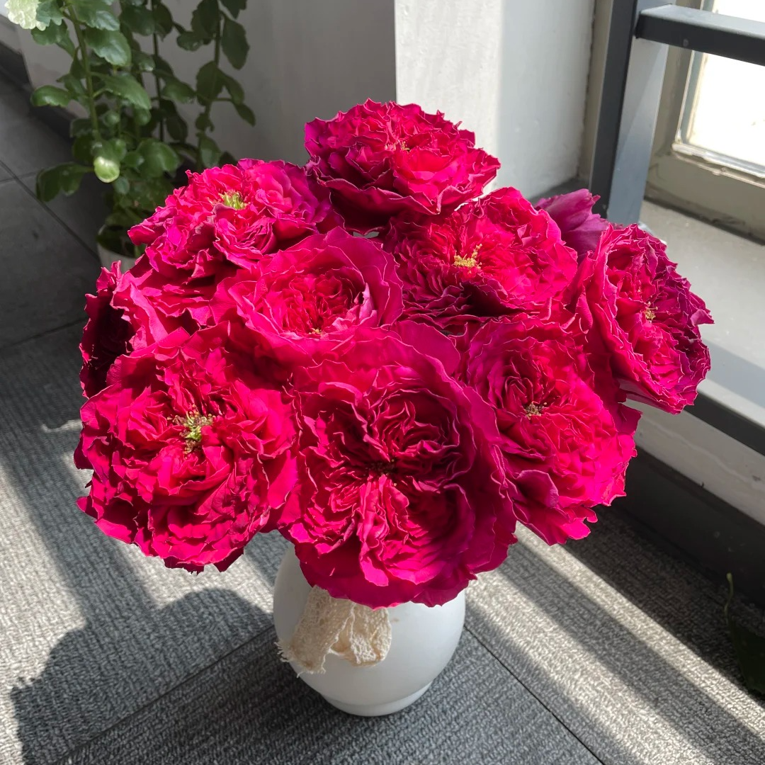 克罗塞尔【高级单头】1单冷链包邮，2单升级顺丰冷链，远的发德邦