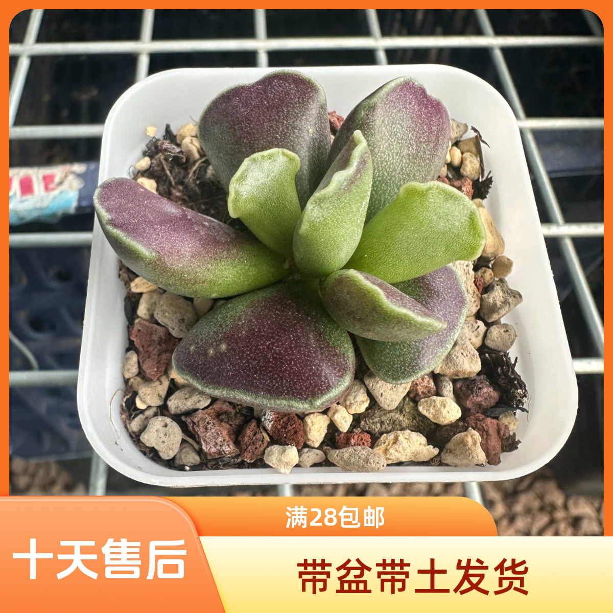 稀有花卉盆栽进口水泡多肉植物紫肌库珀景天科带盆土成株发货包邮