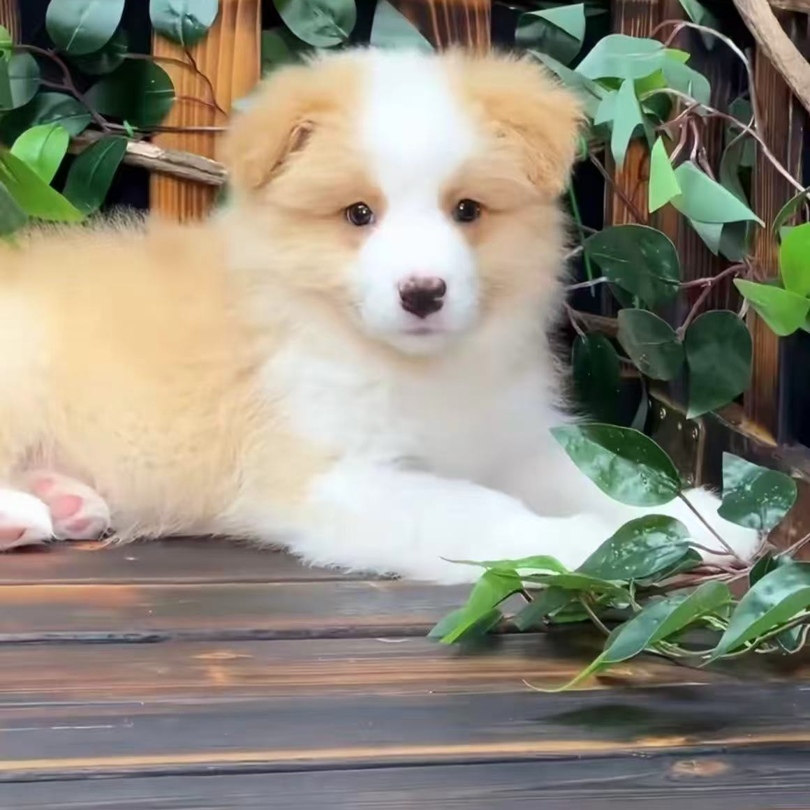 【牧影私家宠物】全犬种金毛边牧家庭伴侣犬（一物一拍）活体狗狗