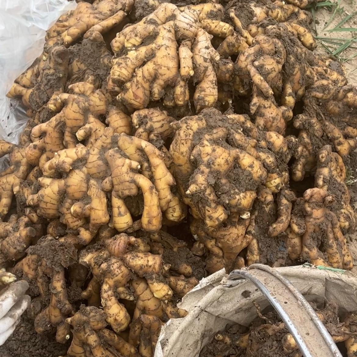 2025年大块姜出口品质《纸箱》