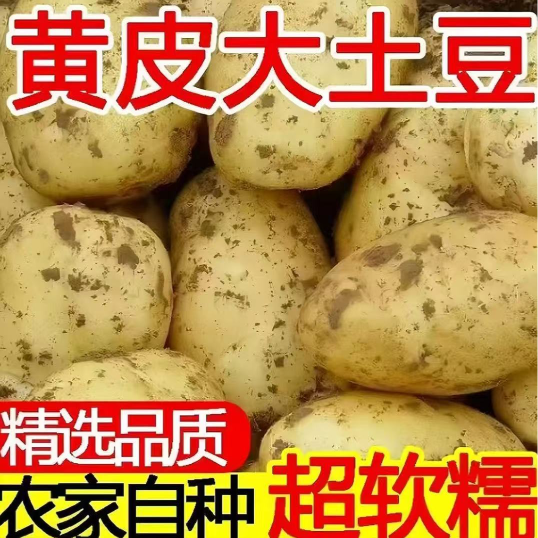 2025年新鲜正宗黄皮黄心土豆沙糯粉面应季蔬菜带箱土豆现挖现发