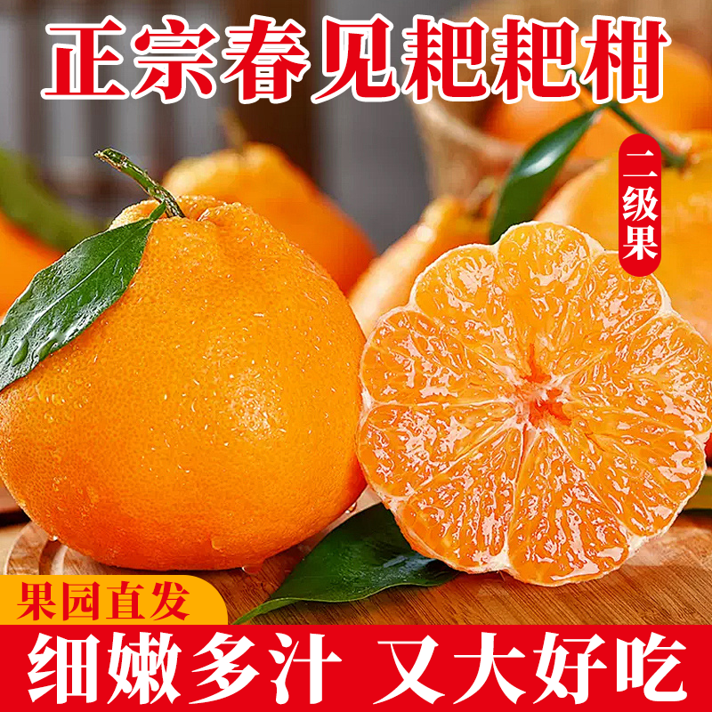 四川春见耙耙柑新鲜现摘爆甜多汁当季丑桔橘水果二级果整箱发货