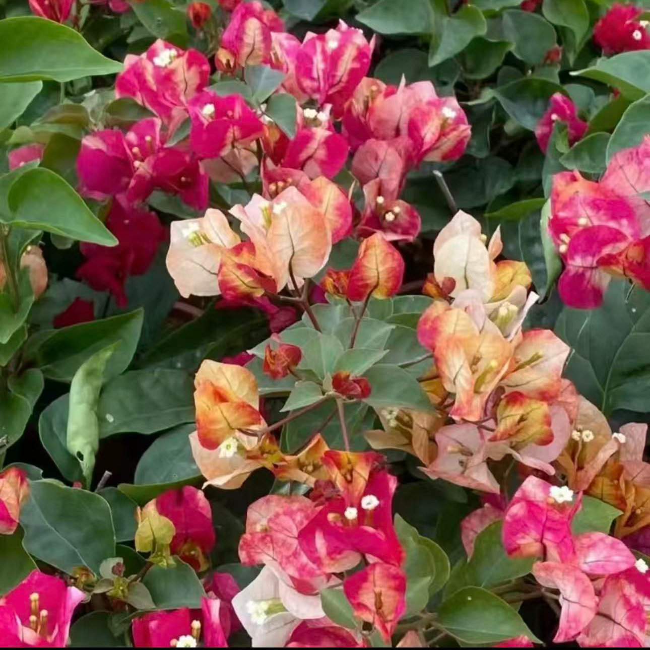 【印度画报】三角梅盆栽四季开花地直发三角梅苗勤花爬藤阳台好养