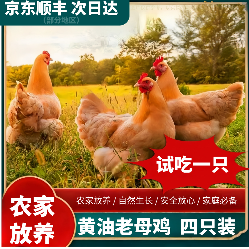 买3只送1只放养3年黄油老母鸡带内脏4只净重9-10斤 