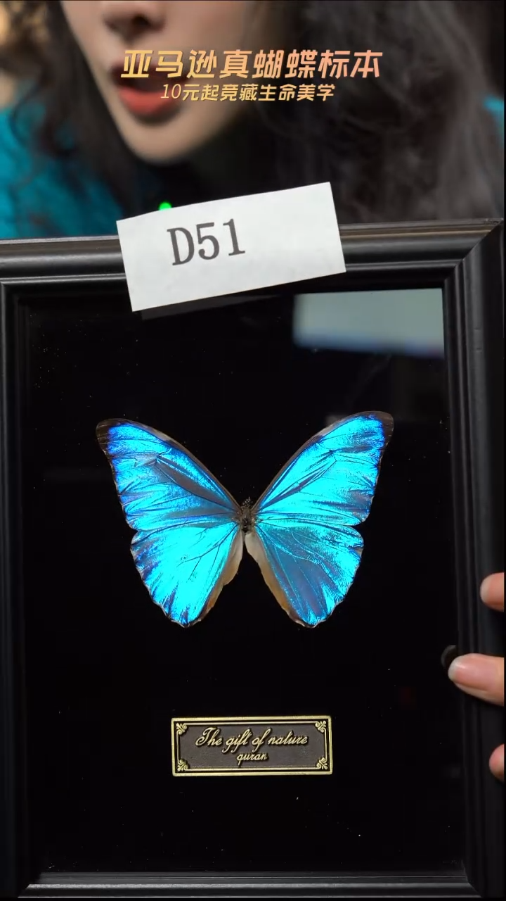 蝴蝶标本摆件竞拍黎明d51