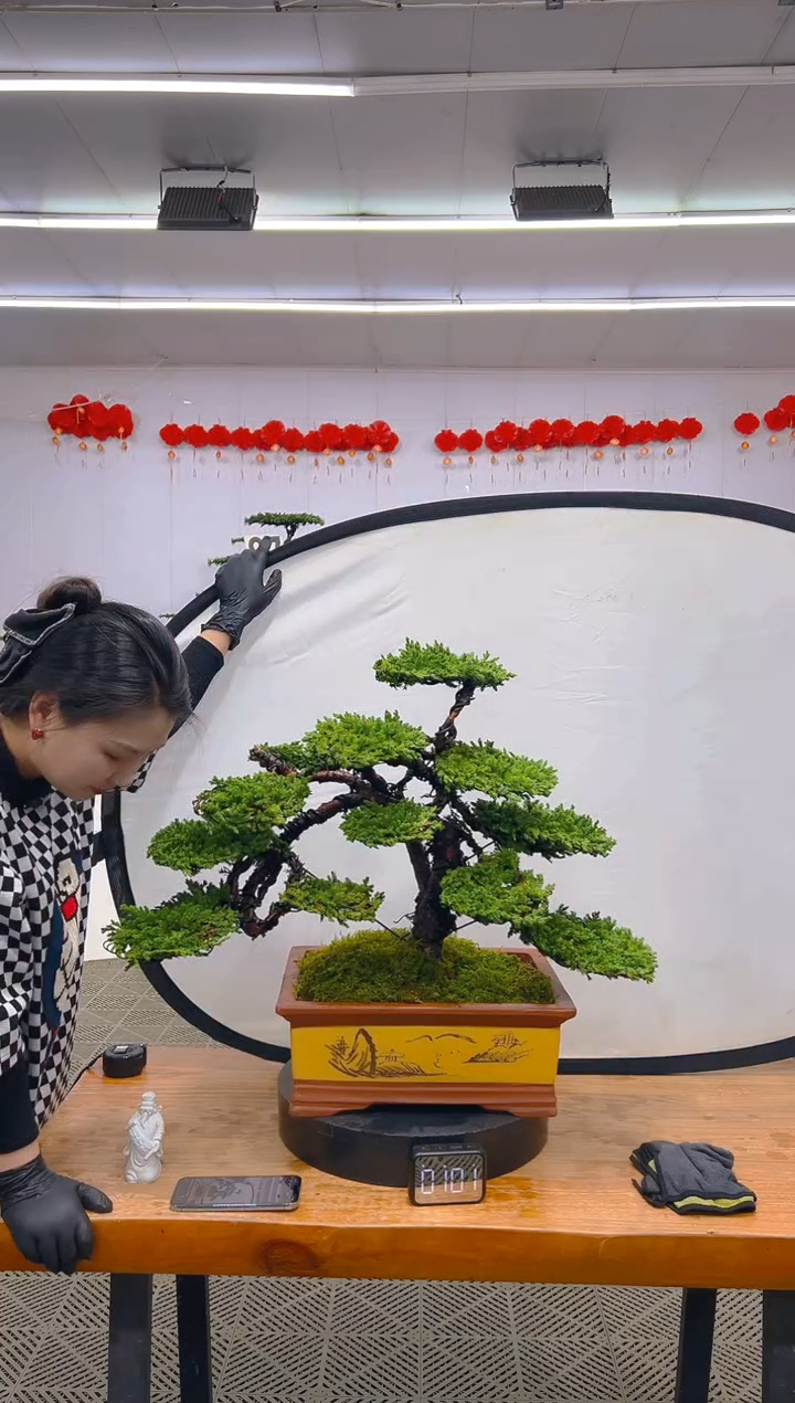【闪购商品】盆景1