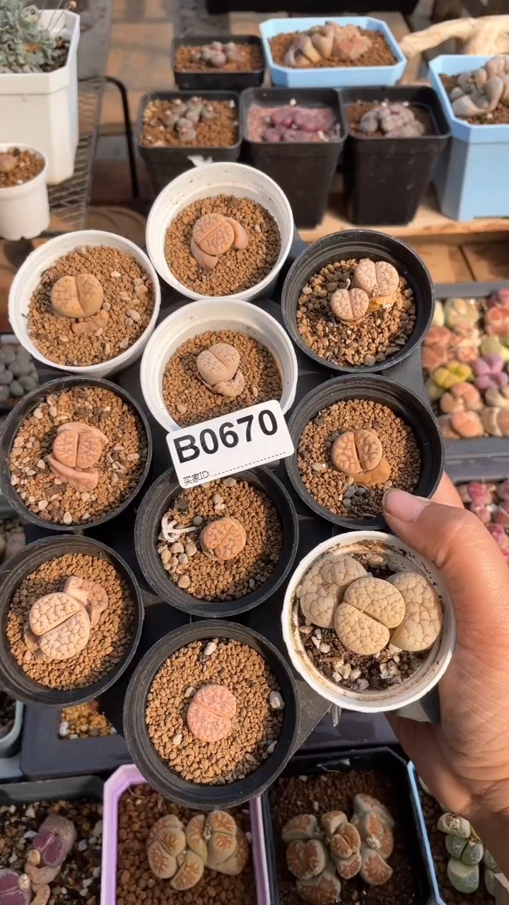 【闪购商品】0670 开播福利