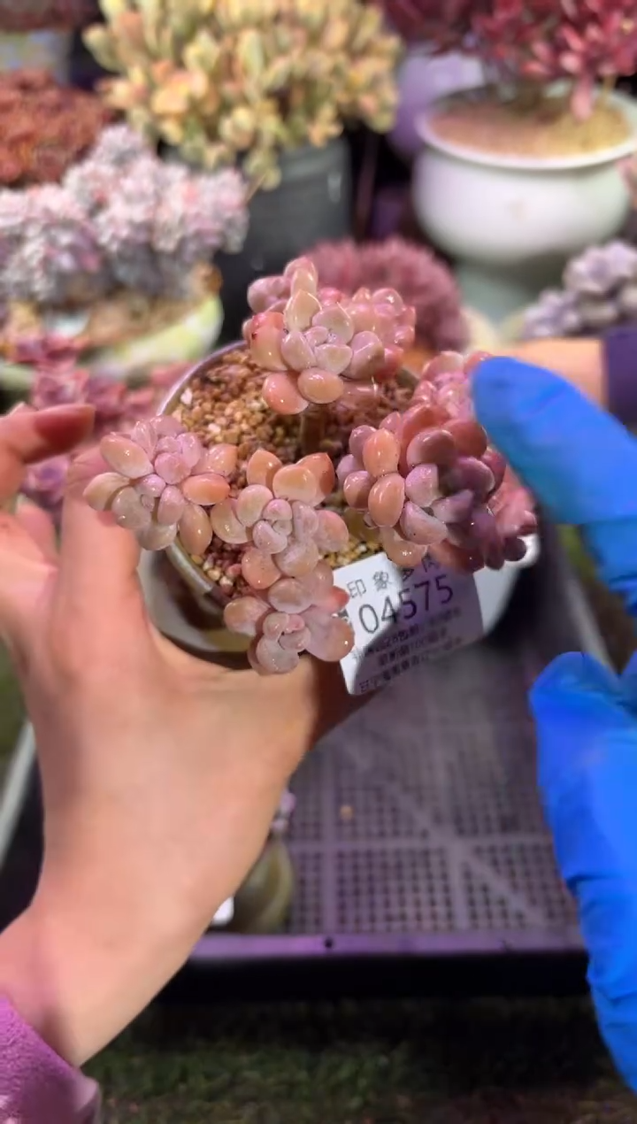 【闪购商品】04575脱土带盆