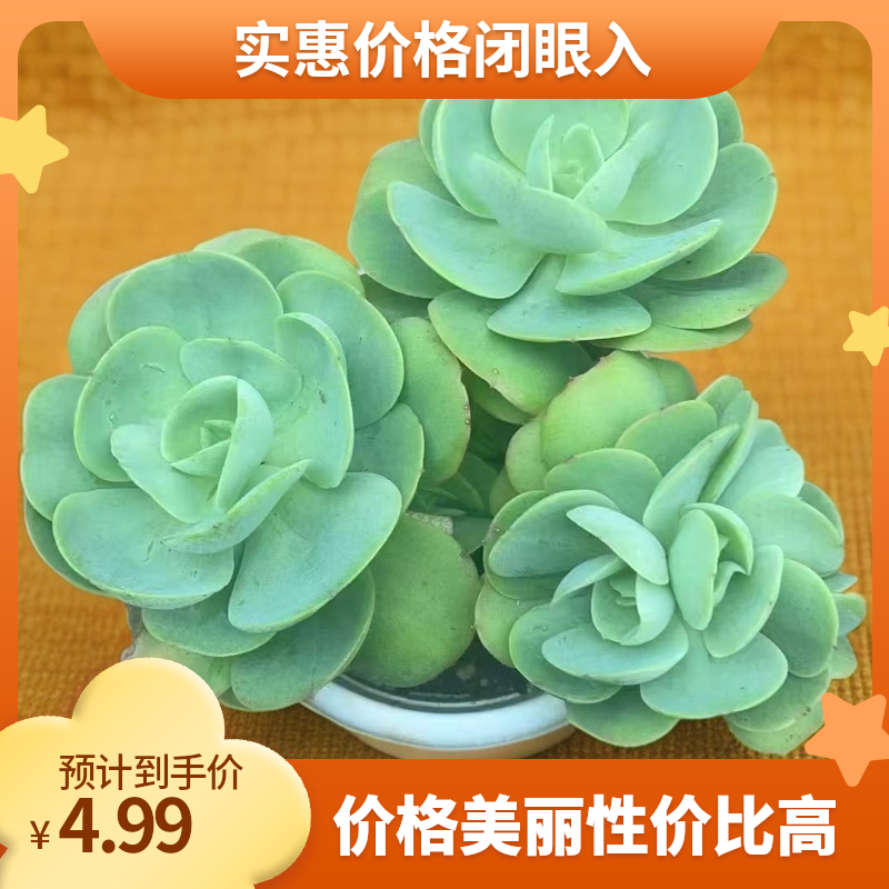 鸡蛋碧桃水蜜桃玫瑰多肉植物室内办公净化空气盆景绿植