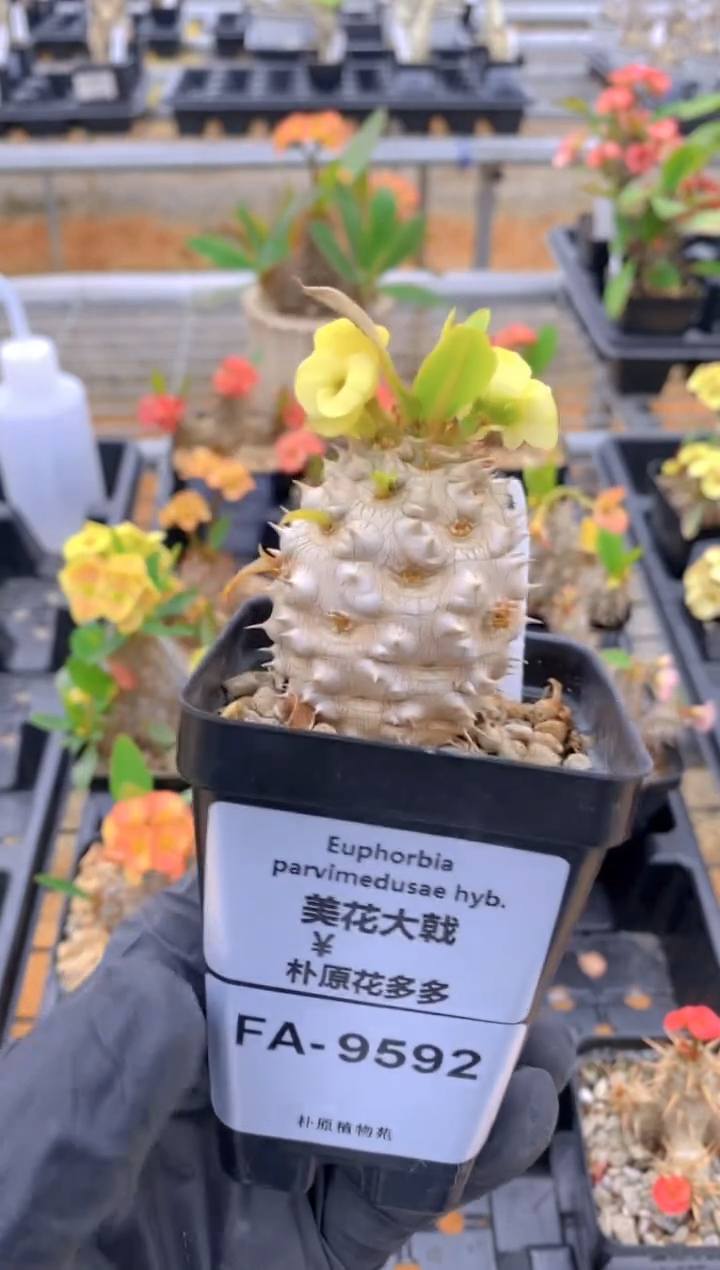 【闪购商品】美花大戟FA-9592