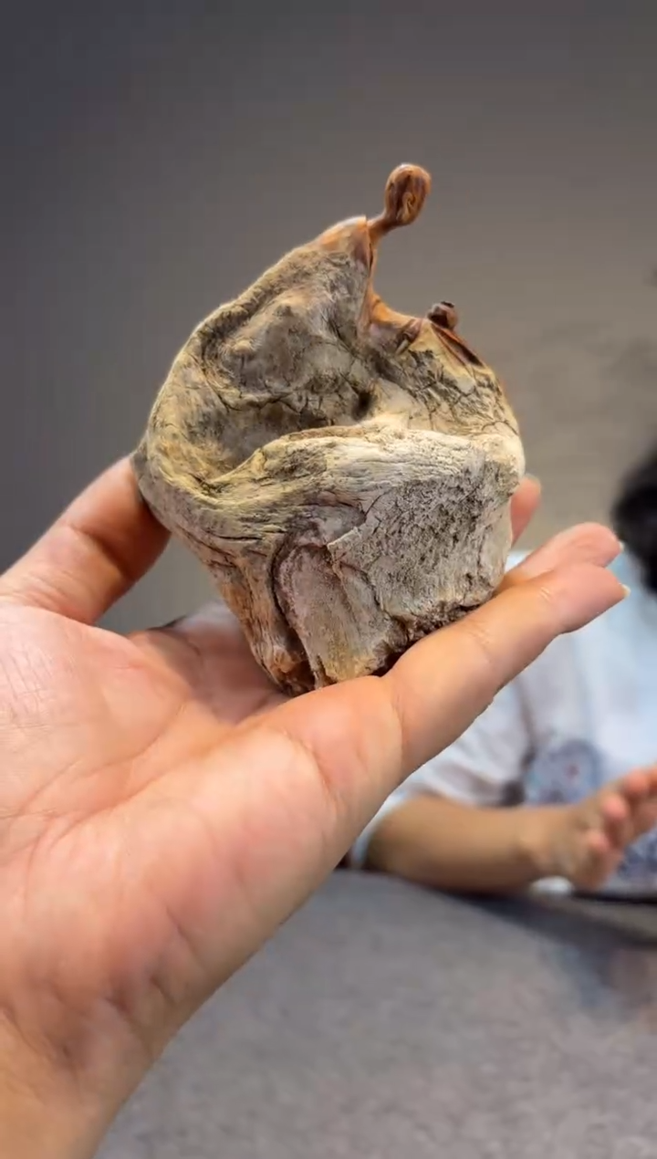 柏木（崖柏）崖柏崖柏