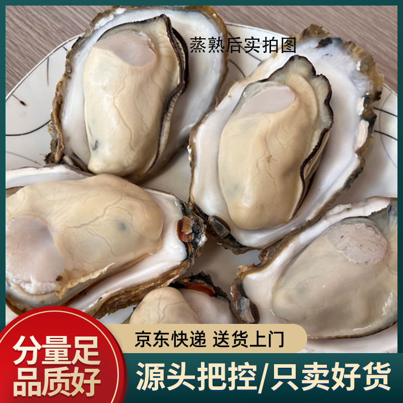 正宗青岛海蛎子京东发货壳薄肉肥新鲜牡蛎生蚝 5斤/10斤