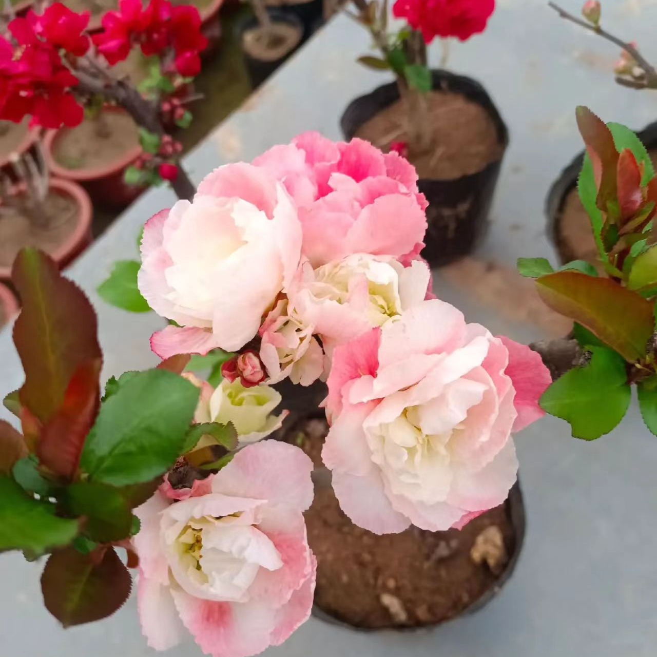 大彩玉链接盆栽地栽绿植室内室外顺丰包邮耐寒土培