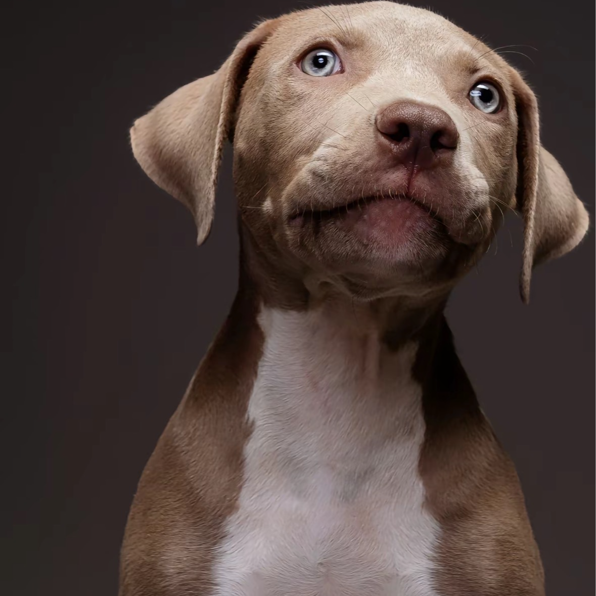 通用宠物活体链接（拍之前联系主播）