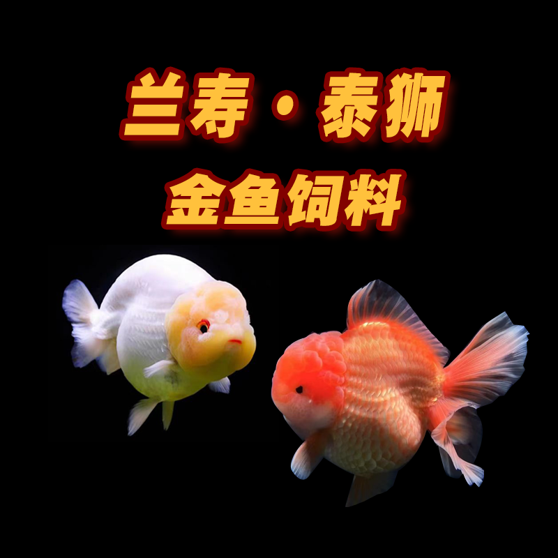 大权金鱼-兰寿泰狮金鱼冷水观赏鱼金鱼饲料