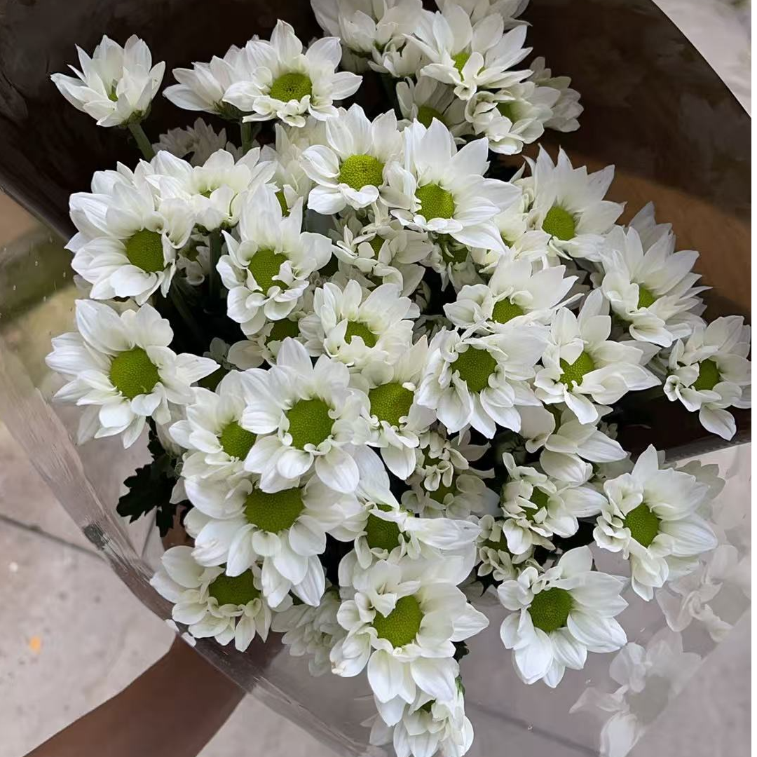 三文鱼（白色）小雏菊  全店任意4单一个运费