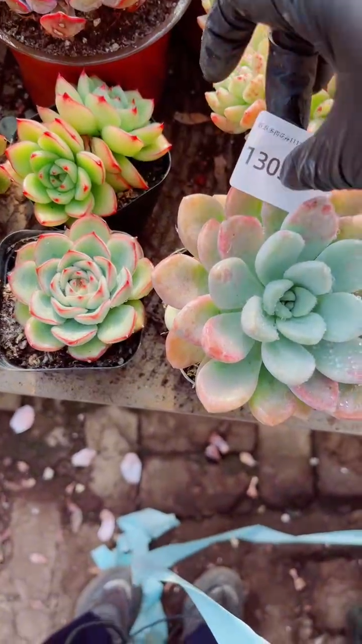 橘***?多肉植物一物一拍13051