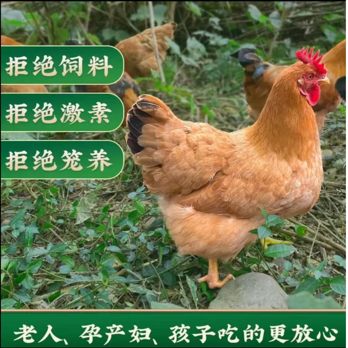 【豫东】买3送1 黄油老母鸡 带内脏 到手共4只 净重8-10斤