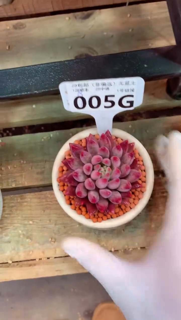 005G（一物一拍，精品多肉，w所见即所得 ）