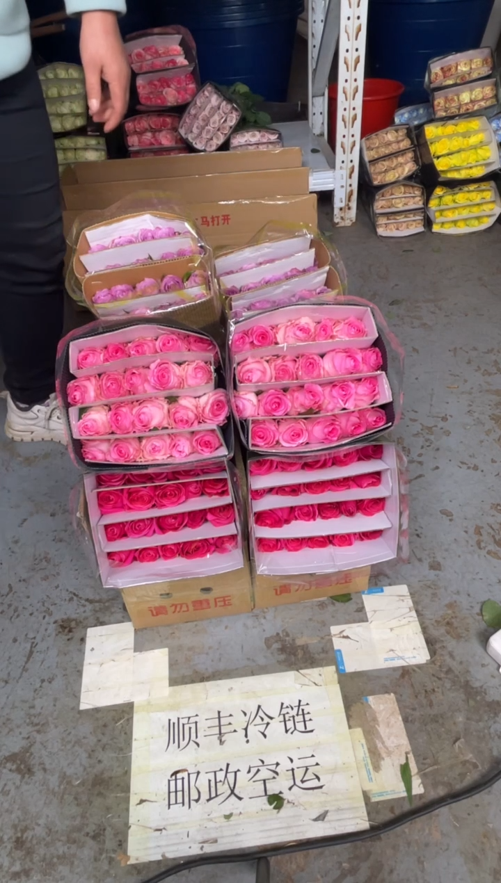 佛洛依德20枝+洛神20枝+紫霞20枝