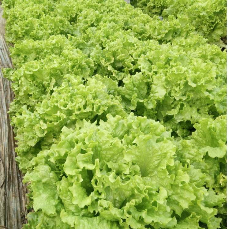 【全店满5元包邮】大速生菜种子