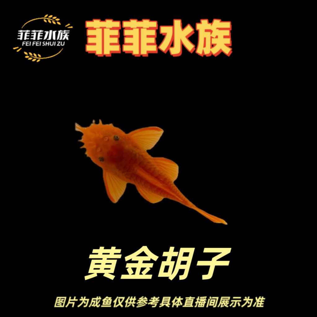活体发货养鱼饲养24K黄金胡子线上种鱼