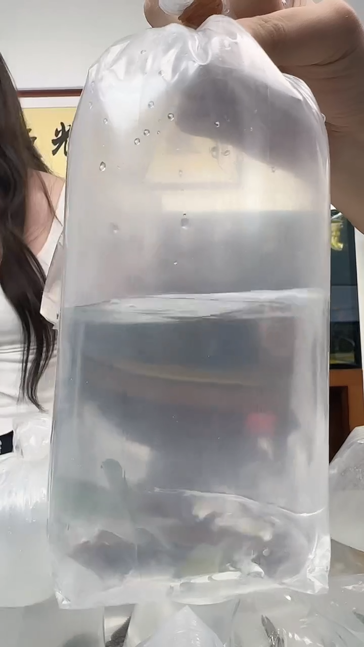 海水观赏鱼 青魔