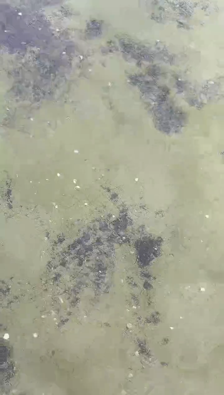 金鱼¥**下水娃娃观赏鱼兰寿金鱼  不包邮