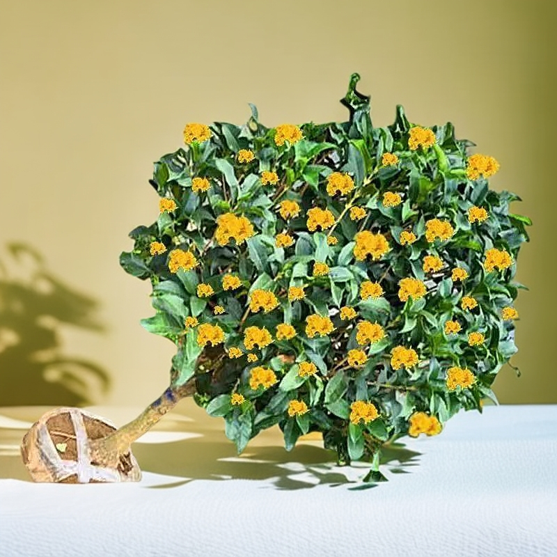 正宗四季桂花盆栽月月桂花树浓香型观花植物客厅庭院四季飘香好养