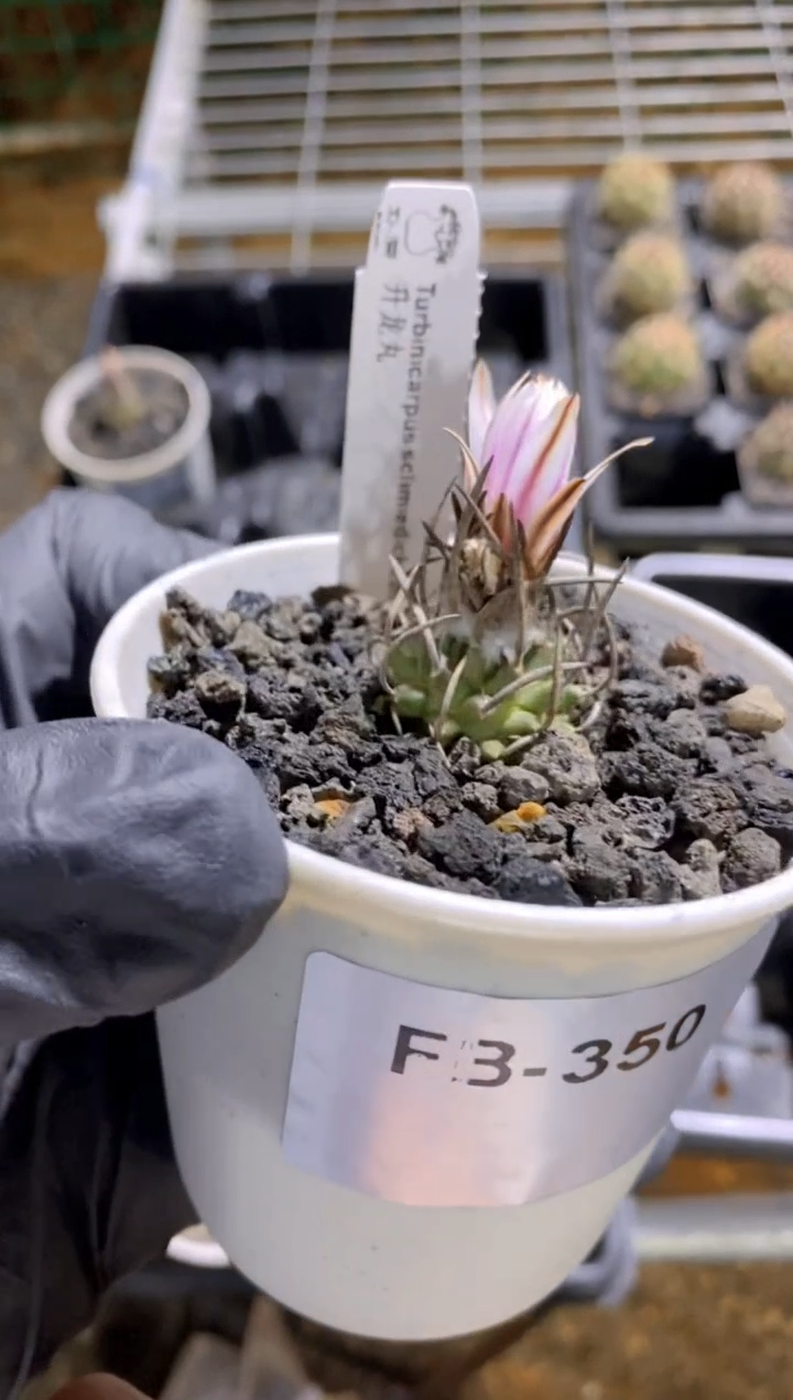 【闪购商品】升龙丸FB-350