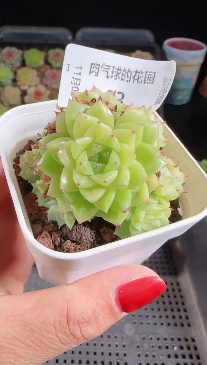 1103-33麦秆群不包整