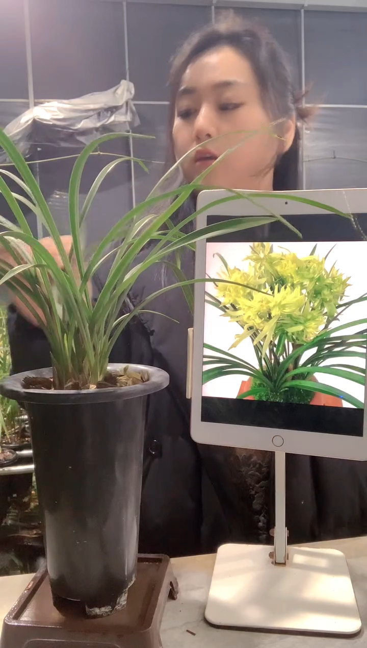 大部分开放少量花苞兰*花开富贵