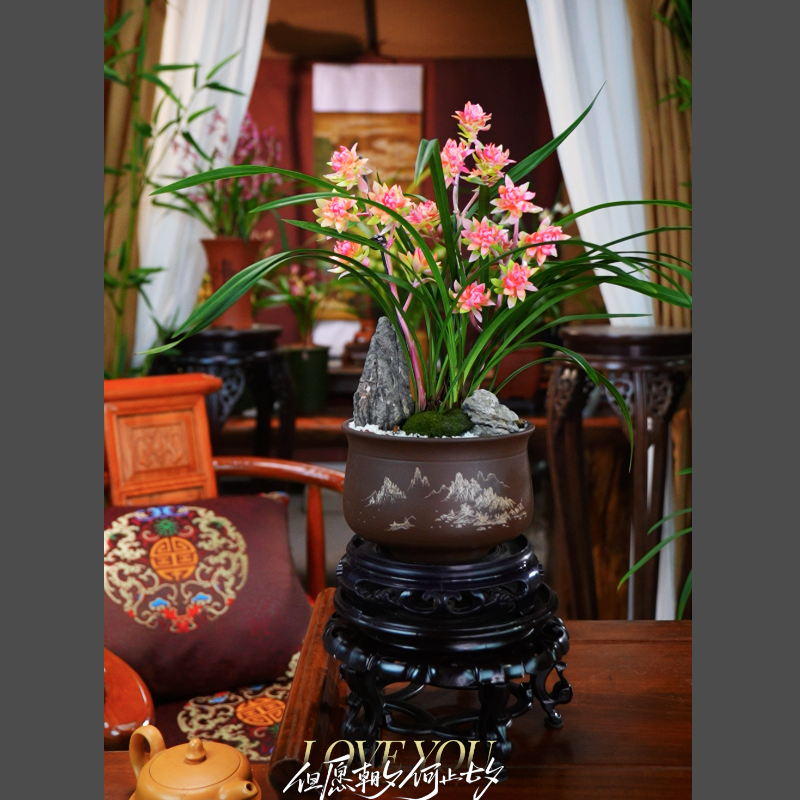 建兰 带花苞 [瑶台蝶梦] 浓香型 室内好养兰花 一整套带盆种好 