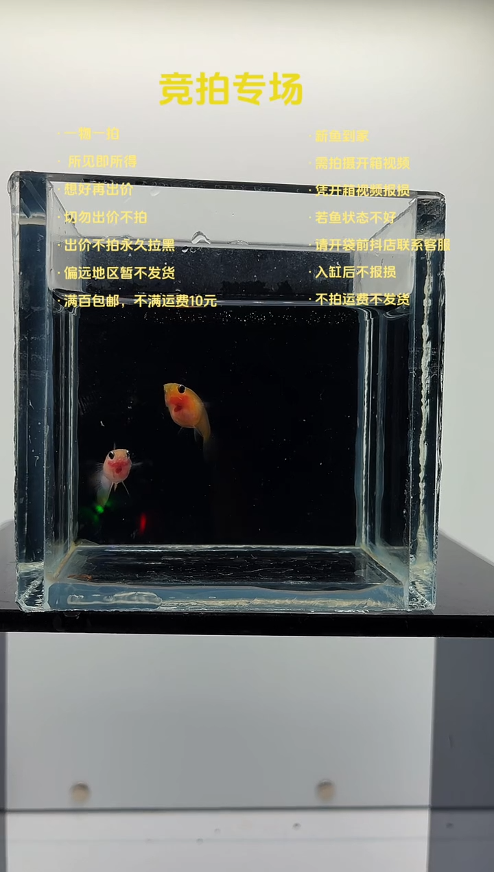 孔雀鱼幻彩粉猫一对-34