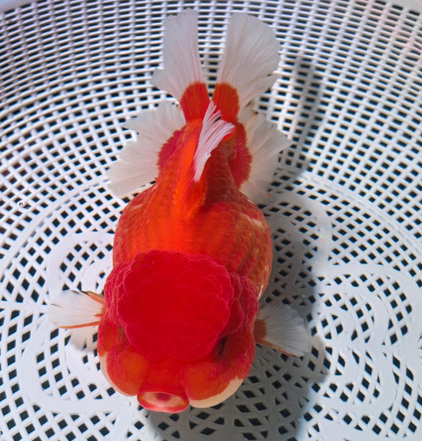 精品泰狮金鱼观赏鱼（拍前与主播沟通好，仅包活到手）